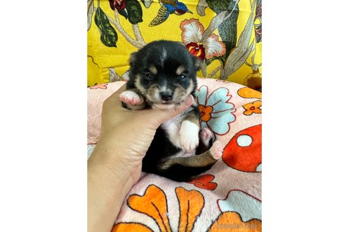 販売中の茨城県のミックス犬-346453の1枚目