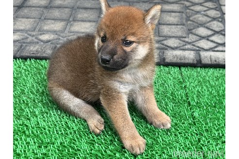 販売中の岡山県の柴犬-346467の4枚目