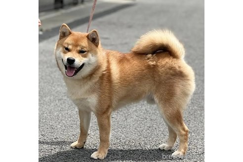 販売中の愛知県の柴犬-346592の4枚目