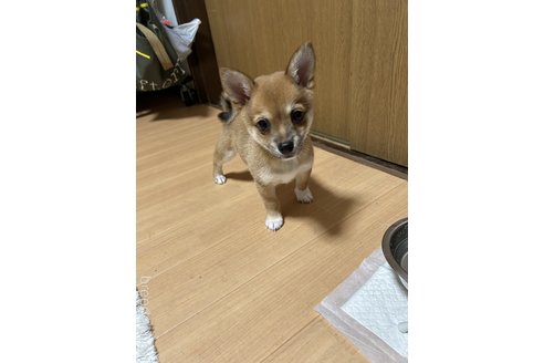 販売中の群馬県のミックス犬-346077の3枚目