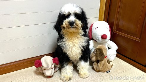 販売中の茨城県のミックス犬-334840の2枚目