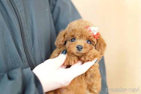 成約済の埼玉県のトイプードル-346989の1枚目