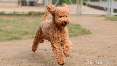 ドリーちゃん1枚目