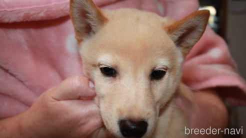 販売中の北海道の柴犬-343420の3枚目