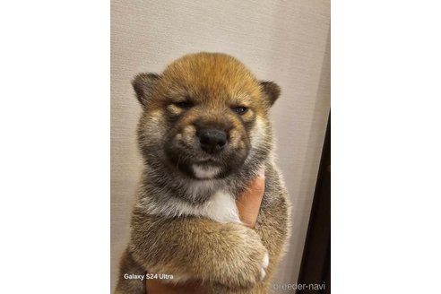 販売中の愛媛県の柴犬-347412の4枚目