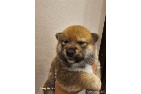 販売中の愛媛県の柴犬-347412の1枚目