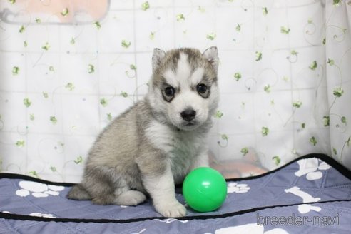 販売中の栃木県のシベリアンハスキー-347414の2枚目