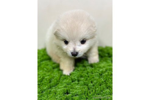 販売中の茨城県のミックス犬-347613の5枚目