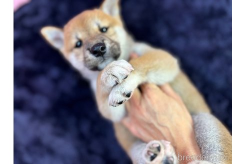 販売中の茨城県の柴犬-343810の3枚目