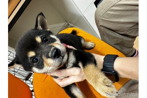 販売中の千葉県の柴犬-347931の3枚目