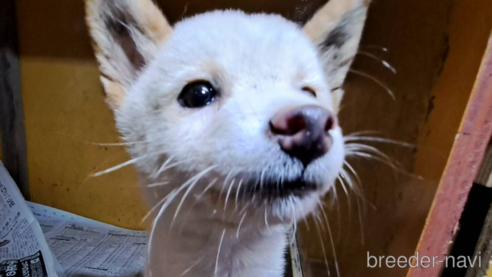 販売中の茨城県の柴犬-348162