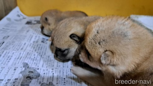 販売中の茨城県の豆柴-348183