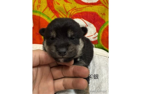 販売中の愛知県の柴犬-348622の3枚目