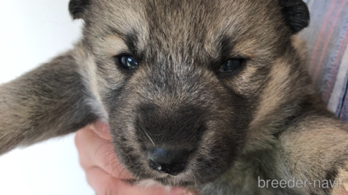 販売中の北海道のミックス犬-348698