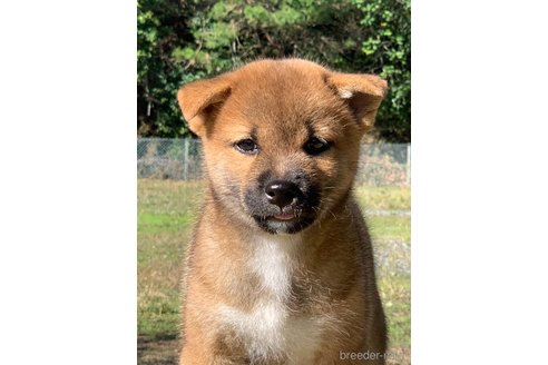 販売中の三重県の柴犬-349085の3枚目