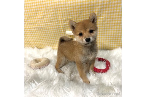 販売中の栃木県の柴犬-343750の1枚目