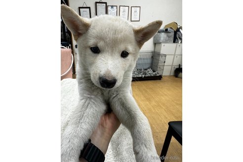 販売中の千葉県の柴犬-344173の1枚目