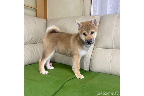 販売中の茨城県の柴犬-336628の3枚目