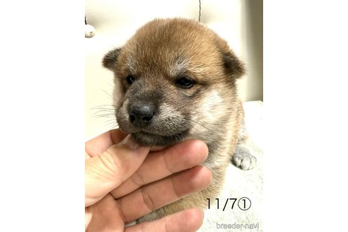 販売中の愛知県の柴犬-345643の4枚目