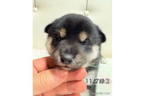 販売中の愛知県の柴犬-345642の3枚目