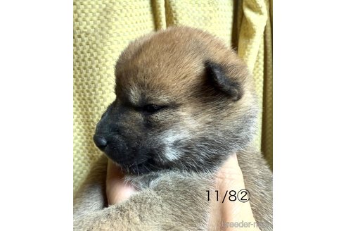 販売中の愛知県の柴犬-348618の3枚目