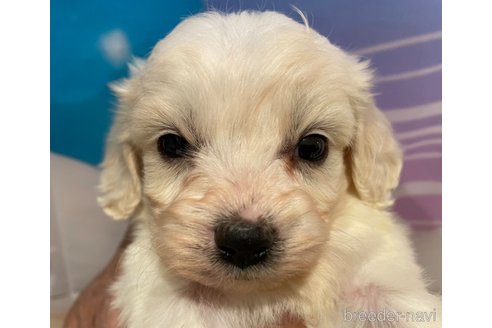 販売中の北海道のミックス犬-350039の2枚目