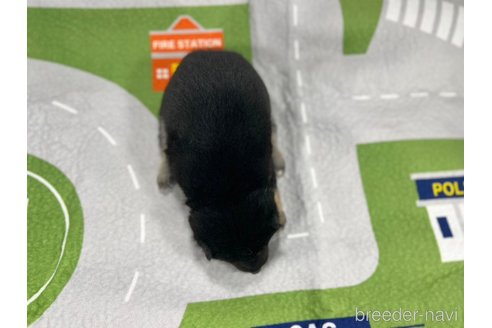 販売中の愛知県の豆柴-350180の4枚目