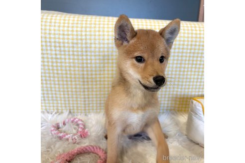 販売中の栃木県の柴犬-330572の5枚目