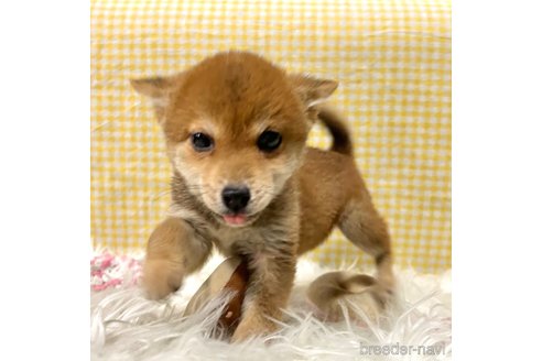 販売中の栃木県の柴犬-343880の3枚目