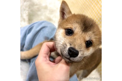 販売中の栃木県の柴犬-343879の5枚目