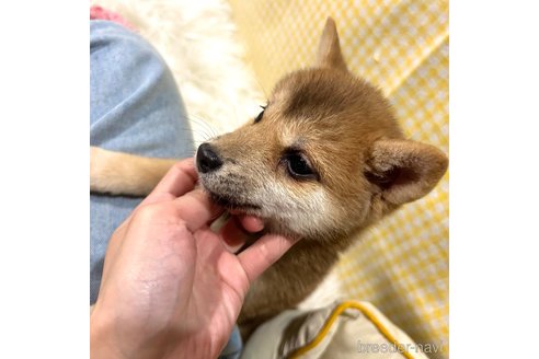 販売中の栃木県の柴犬-343879の4枚目