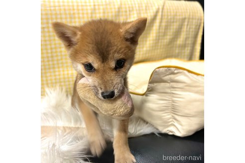 販売中の栃木県の柴犬-343879の3枚目