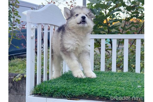 販売中の茨城県のアラスカンマラミュート-350291の5枚目