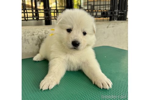 成約済の山梨県のホワイトシェパード-347373の2枚目