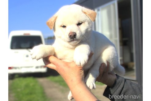 販売中の宮城県の柴犬-350467の5枚目