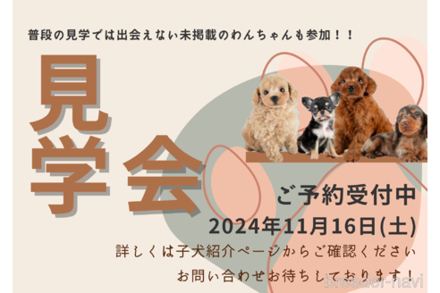 販売中の埼玉県のチワワ(ロングコート)-350321の2枚目