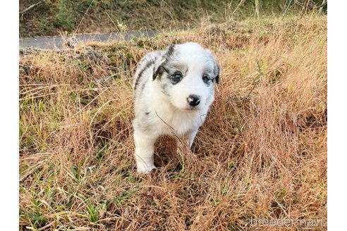 販売中の鹿児島県のボーダーコリー-348820の5枚目