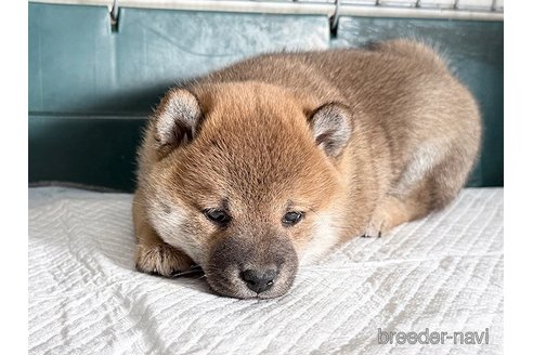 商談中の愛知県の柴犬-349400の2枚目