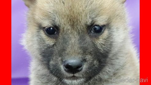 販売中の愛知県の柴犬-348080の1枚目