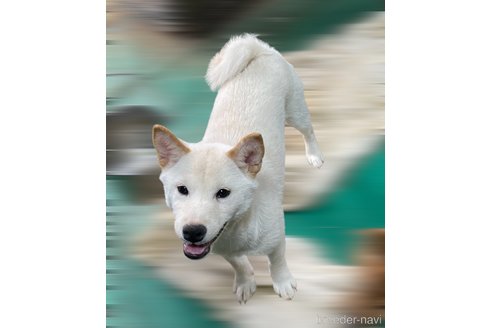 販売中の埼玉県の柴犬-333004の3枚目