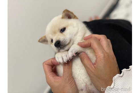 成約済の香川県のミックス犬-349248の2枚目