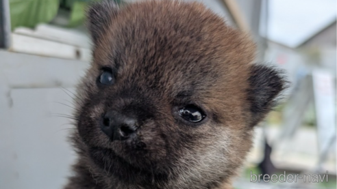 販売中の千葉県の柴犬-351306の1枚目