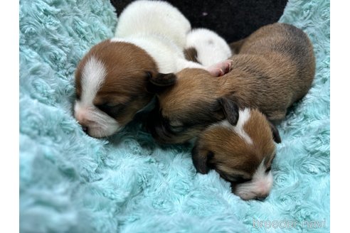 販売中の沖縄県のミックス犬-351713の2枚目