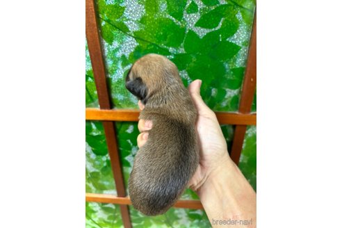 販売中の沖縄県のミックス犬-351717の4枚目