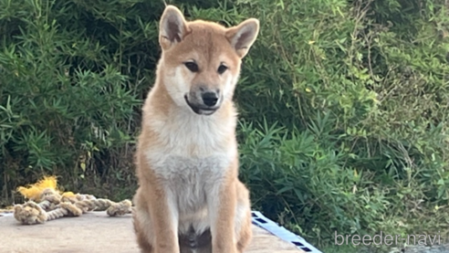 販売中の愛知県の柴犬-348483の3枚目