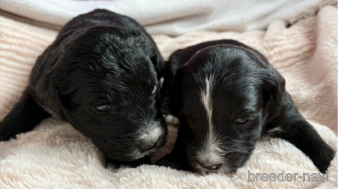 販売中の山口県のミックス犬-351792