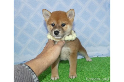 販売中の静岡県の柴犬-348043