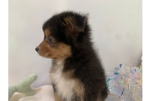 販売中の東京都のミックス犬-352181の11枚目