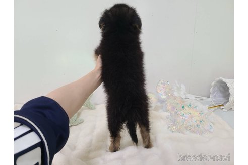 販売中の東京都のミックス犬-352181の9枚目