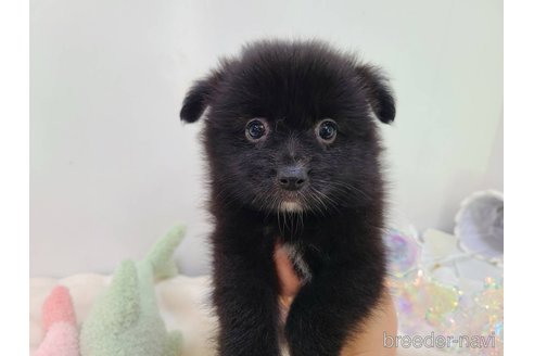 販売中の東京都のミックス犬-352185の10枚目